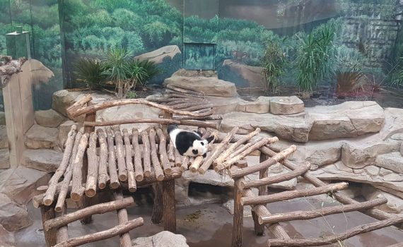 Etude des retombées économiques du Zoo de Beauval