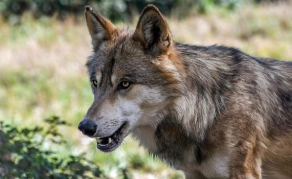 Étude marketing et d’évaluation des retombées pour la requalification de la gravière de Rumersheim-le-Haut