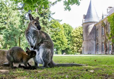 Etude de faisabilité d’un projet d’hébergement écotouristique sur un parc animalier et botanique