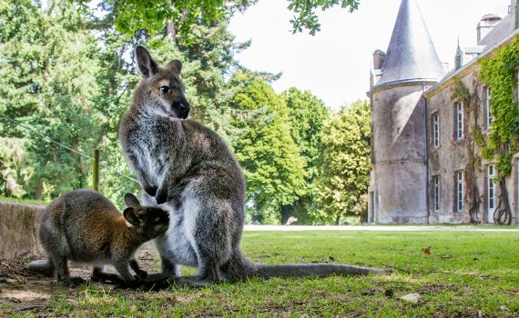 Etude de faisabilité d’un projet d’hébergement écotouristique sur un parc animalier et botanique