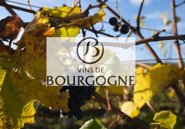 Observatoire Vignobles et Découvertes – Analyse de l’offre œnotouristique en Bourgogne